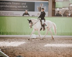 Dressurpferd Jf Rhonja (Lewitzer, 2018, von Rheingold)