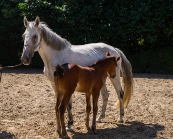 broodmare Reglisse des Essarts (Selle Français, 2005, from Lord Calando)