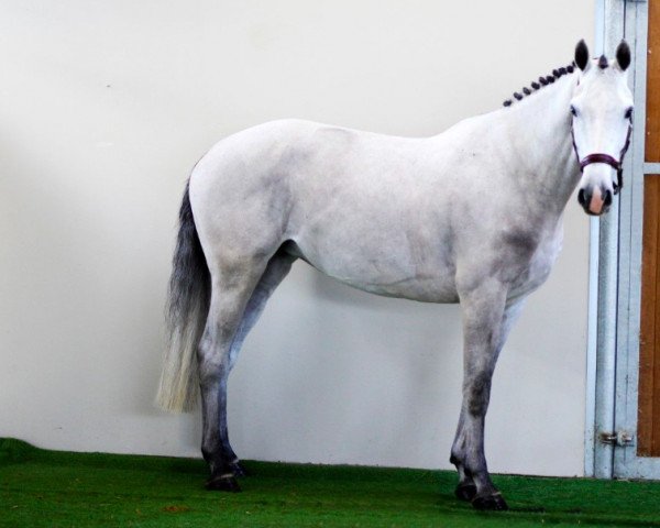 horse Kassala (Holsteiner, 2017, from Casall Ask) horse Kassala (Holsteiner, 2017, from Casall Ask)