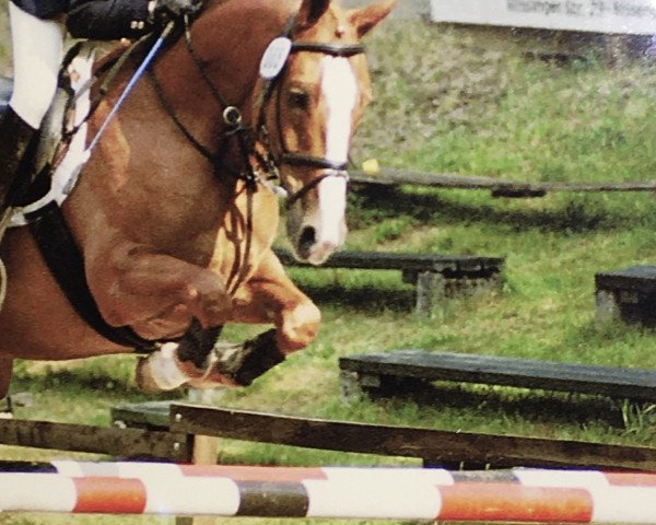 Pferd Aska 10 (Hannoveraner, 1987, von Airport)