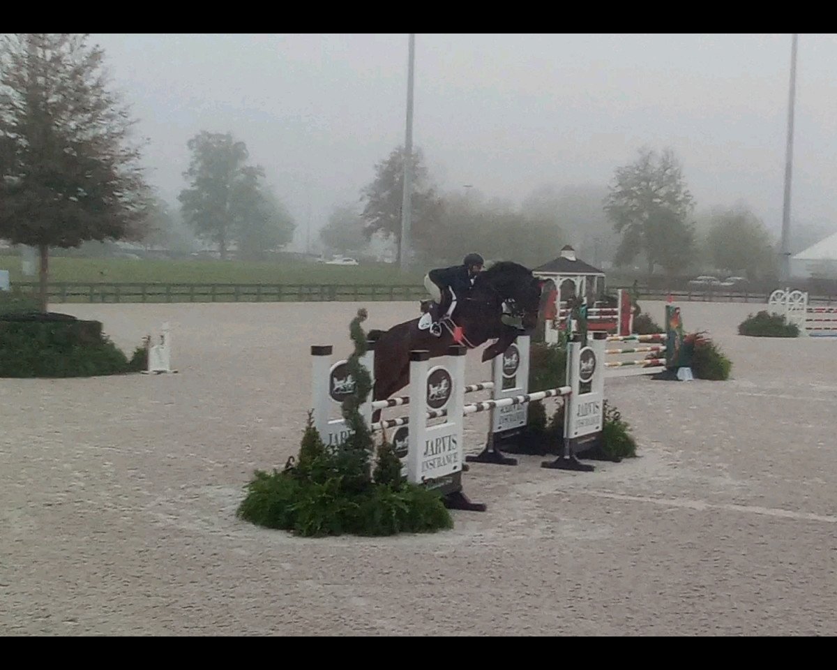 horse Rocky S (Westphalian, 2013, from Rock Forever NRW)