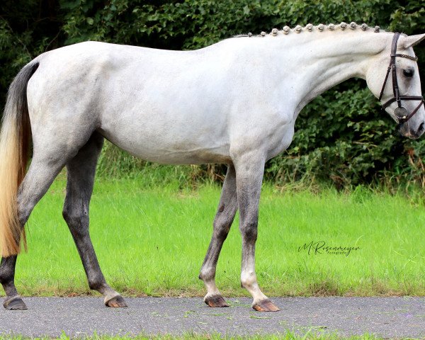 Zuchtstute Lillith 15 (Deutsches Sportpferd, 2019, von Prinz Ludwig)