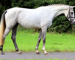 broodmare Lillith 15 (German Sport Horse, 2019, from Prinz Ludwig)