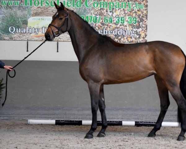 horse Jezzie du Tyl (Selle Français, 2019, from Carinjo)