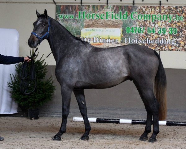 horse Joby d'Estourmel (Selle Français, 2019, from Canturo)