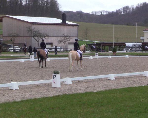 Reitturnier Balve-Wocklum 2023