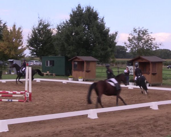 Reitturnier Westeregeln 2021