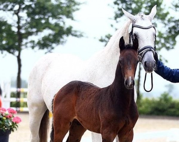 horse Van Tastisch KS (Oldenburg show jumper, 2020, from Vagabond)