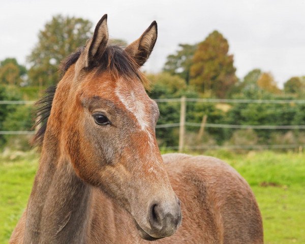 horse Grey Martha KS (Hanoverian, 2021, from Grey Top)