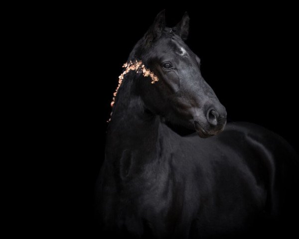 dressage horse Hilkens Dark Delight (German Riding Pony, 2020, from Designed in Black AT)