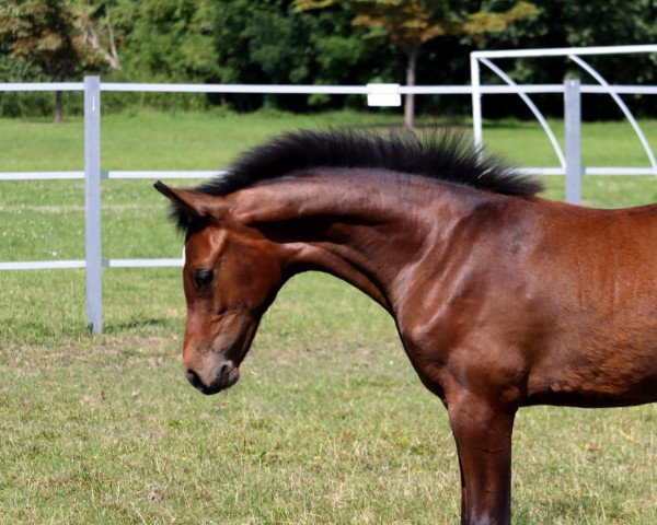 horse Diamina H (Oldenburg show jumper, 2022, from Dia Corrado)