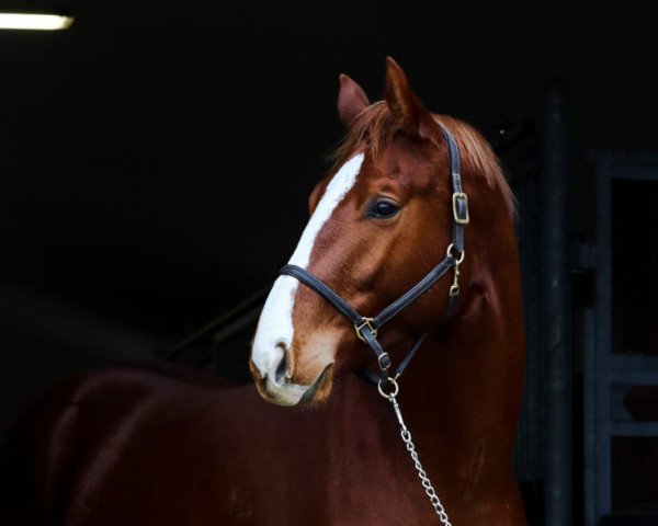 jumper Golden Light (Oldenburg show jumper, 2019, from Goldfever 3)