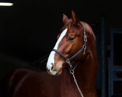 jumper Golden Light (Oldenburg show jumper, 2019, from Goldfever 3)