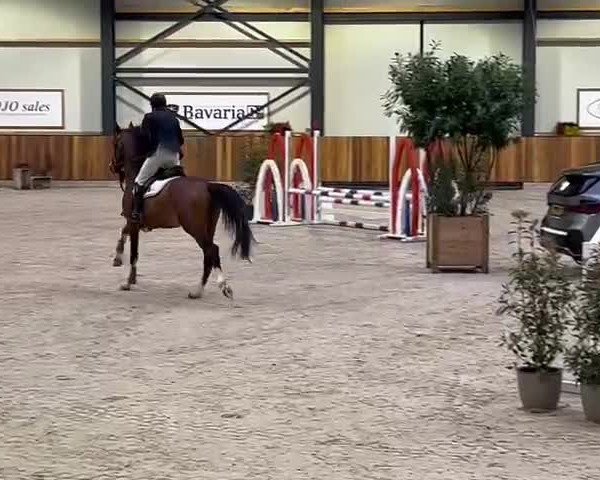 Video von Toeloop