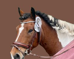 dressage horse Cally Despacito (German Riding Pony, 2009)