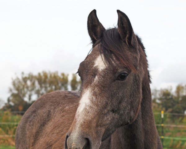horse Caraamaatee KS (Oldenburg show jumper, 2020, from Casallco)