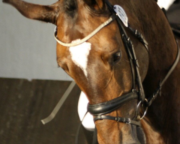 Dressurpferd Lord Diamond 3 (Rheinländer, 2006, von Lord Loxley I)