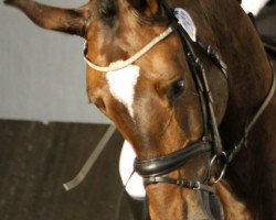 dressage horse Lord Diamond 3 (Rhinelander, 2006, from Lord Loxley I)