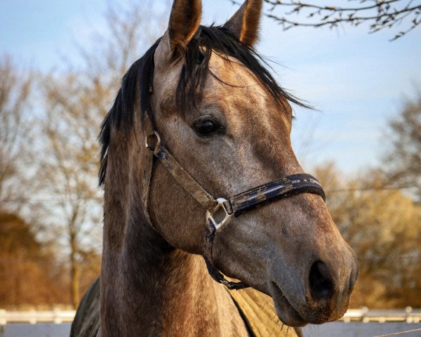 Pferd Mumbai's Boy (Deutsches Sportpferd, 2020, von Mumbai)