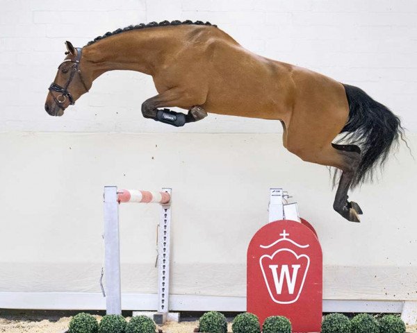 horse Pleun (KWPN (Royal Dutch Sporthorse), 2020, from Tangelo van de Zuuthoeve)