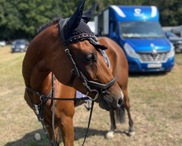 jumper Cookie 129 (German Riding Pony, 2017, from Cosmopolitan NRW)