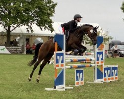 broodmare Candy Girl 67 (German Riding Pony, 2007, from Constantin)