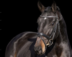 Deckhengst Orinoko Flow (Schwedisches Warmblut, 2019, von VDL Pommerol de Muze)