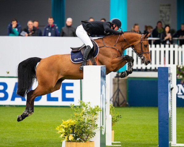 jumper Jenco Dw (Belgian Warmblood, 2009, from Calvaro Z)