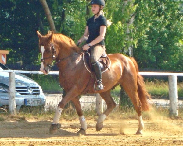 Springpferd Weltenbummler (Deutsches Reitpony, 2001, von Weltmeyer)