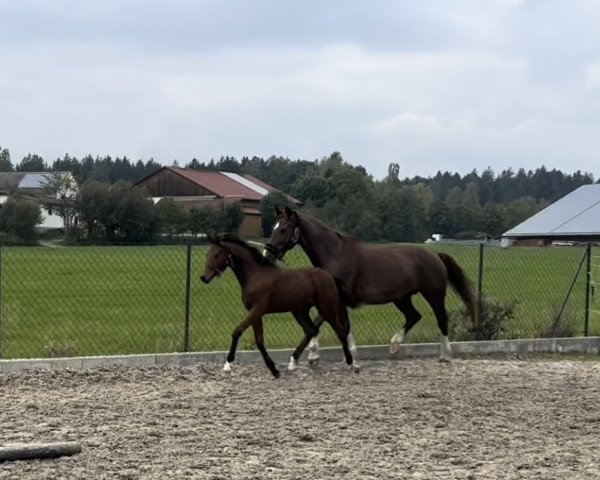 horse Aumer's Dancing Hope (German Sport Horse, 2022, from Zuperman OLD)
