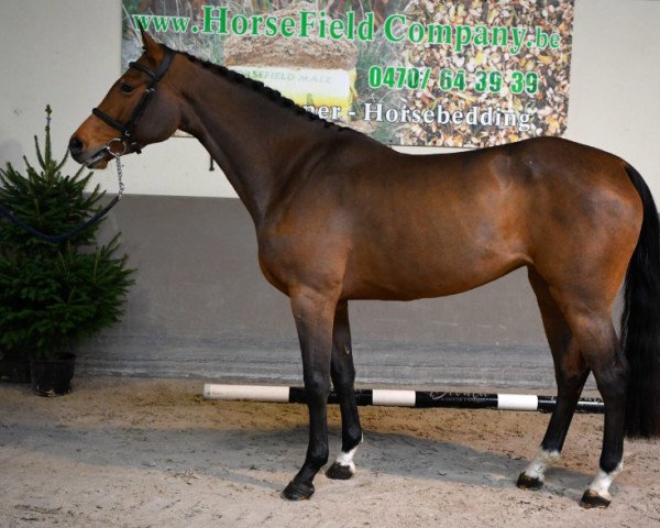 horse Tjica van 't Bosveld (Belgian Warmblood, 2019, from Mugano van Klapscheut)
