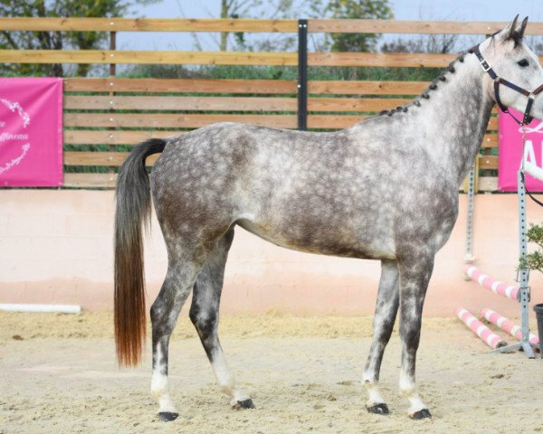 horse Jalisca de Rohan (Selle Français, 2019, from Casallo Z) horse Jalisca de Rohan (Selle Français, 2019, from Casallo Z)