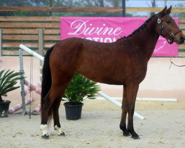 horse Juste Divine (Selle Français, 2019, from ZE Carioca)