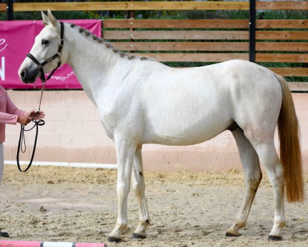 Pferd Je Suis Divin AA (Anglo-Araber, 2019, von Espri du Figuier AA)