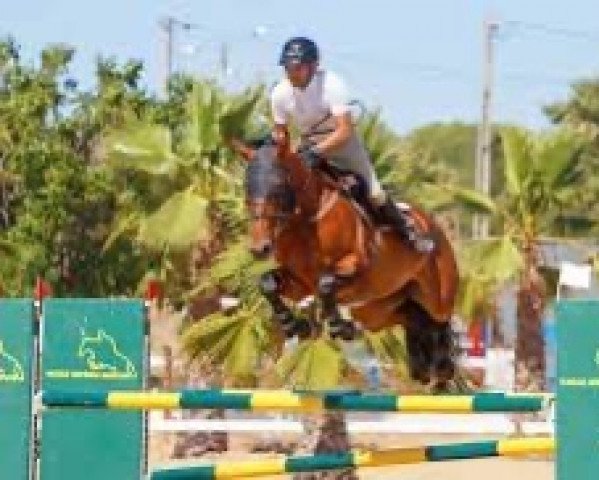 jumper Fury Star Kervec (Selle Français, 2015, from Quick Star)