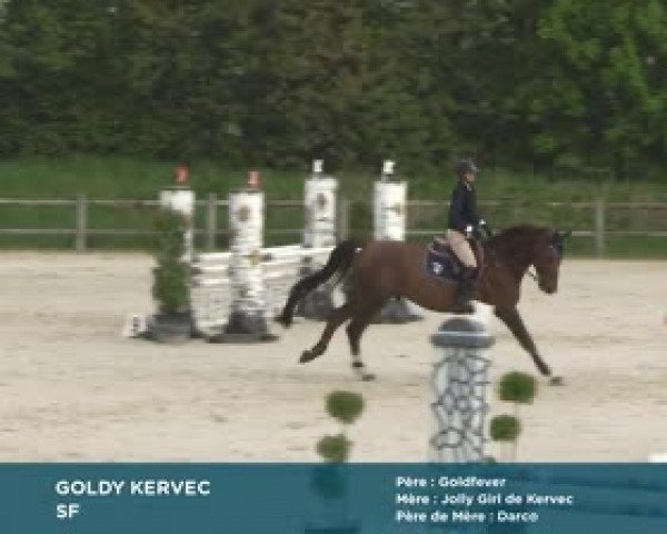 jumper Goldy Kervec (Selle Français, 2016, from Goldfever 3)