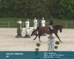 jumper Goldy Kervec (Selle Français, 2016, from Goldfever 3)