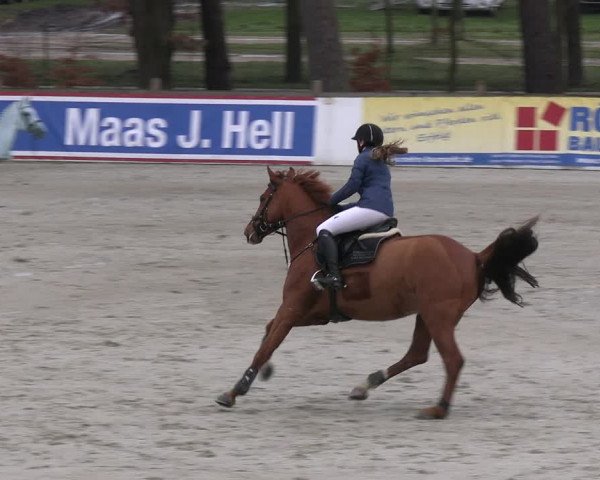 Reitturnier Westergellersen 2023