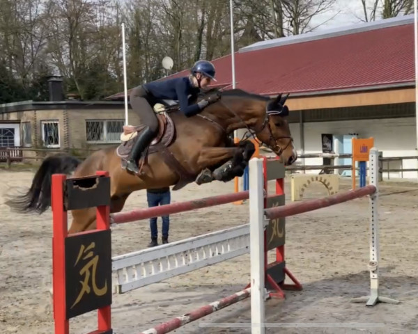 jumper Cafe's Quentin (Oldenburg show jumper, 2013, from Cafe au lait 2)