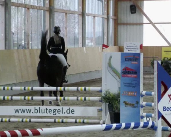 Reitturnier Worms-Pfeddersheim / Reitsportanlage Wittemer 2023