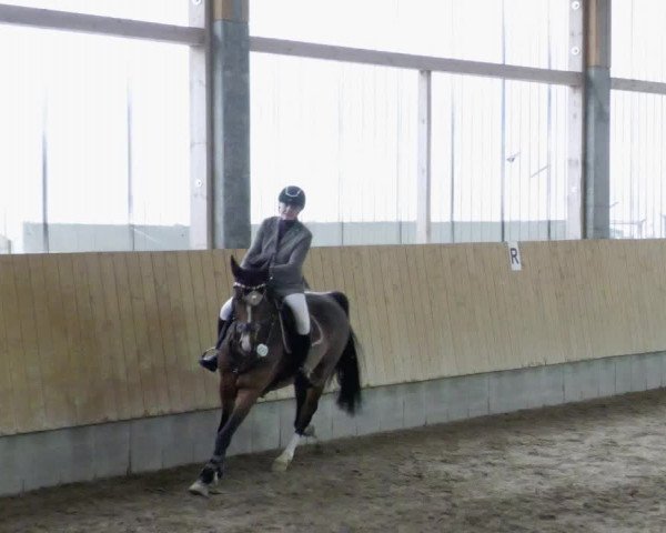 Reitturnier Worms-Pfeddersheim / Reitsportanlage Wittemer 2023