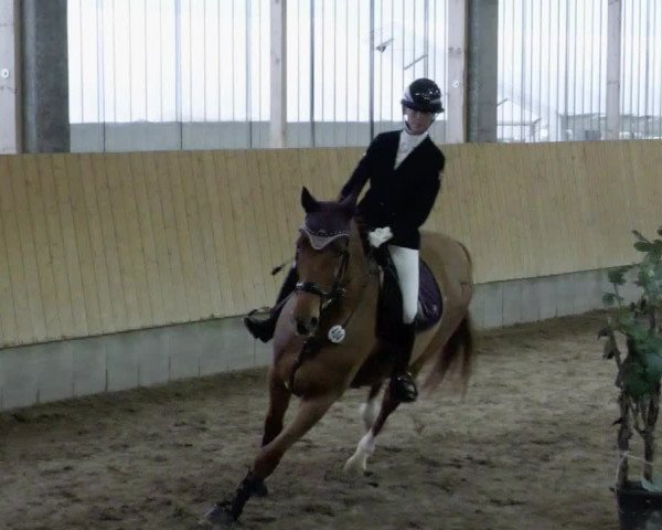 Reitturnier Worms-Pfeddersheim / Reitsportanlage Wittemer 2023