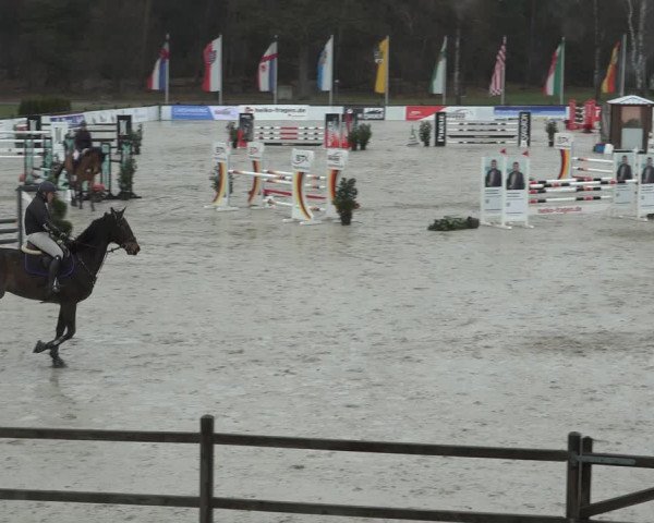 Reitturnier Westergellersen 2023