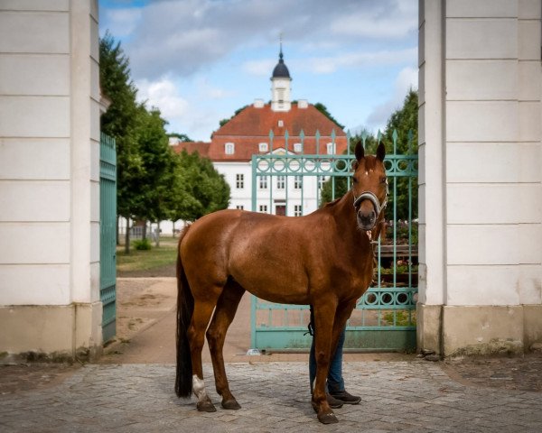 dressage horse Filoumina (Rhinelander, 2007, from Feinsinn)