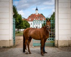 dressage horse Filoumina (Rhinelander, 2007, from Feinsinn)