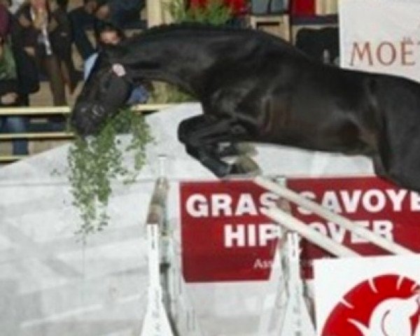 stallion Regan Kervec (Selle Français, 2005, from Kannan)
