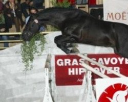 stallion Regan Kervec (Selle Français, 2005, from Kannan)