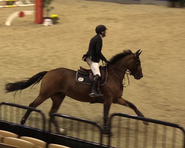 FEI Reitturnier Neumünster (GER) 2021