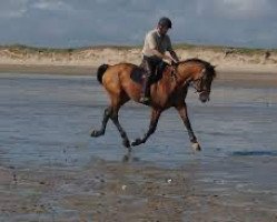 Pferd Don Juan Kervec (Selle Français, 2013, von L'Arc de Triomphe)