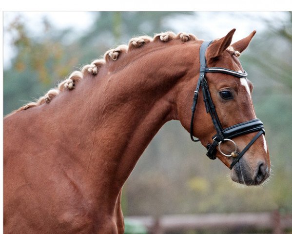 Pferd Givenchy (KWPN (Niederländisches Warmblut), 2011, von Apache)